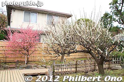 Walk further into the garden to see a few more plum trees.
Keywords: tokyo ota-ku Ikegami Baien Plum Garden blossoms flowers