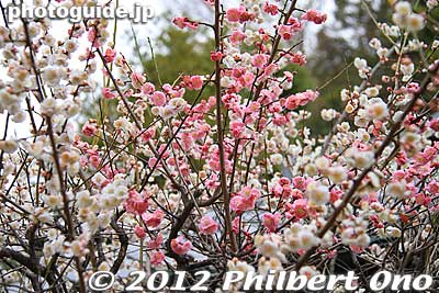 Keywords: tokyo ota-ku Ikegami Baien Plum Garden blossoms flowers