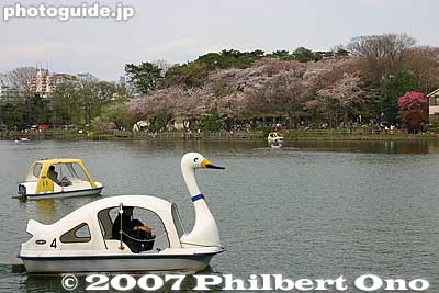 Senzoku-Ike Pond and cherry blossoms.
Keywords: tokyo ota-ku senzoku-ike pond boat sakura cherry blossoms
