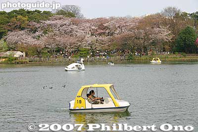 The area with the cherry trees is called Sakurayama.
Keywords: tokyo ota-ku senzoku-ike pond boat sakura cherry blossoms