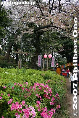 Keywords: tokyo ota-ku senzoku-ike sakura azaleas cherry blossoms