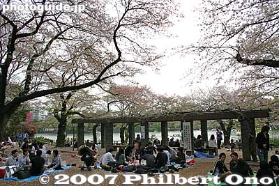 Keywords: tokyo ota-ku senzoku-ike cherry blossoms sakura hanami pond