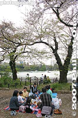 Hanami at Senzoku-Ike
Keywords: tokyo ota-ku senzoku-ike cherry blossoms sakura hanami pond