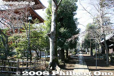 Path to the temple cemetery where the Ii clan is buried.
Keywords: tokyo setagaya-ku ward gotokuji buddhist zen soto-shu temple