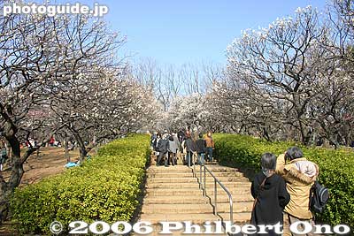 The plum trees are on a small hill.
Keywords: tokyo setagaya-ku umegaoka plum blossoms park