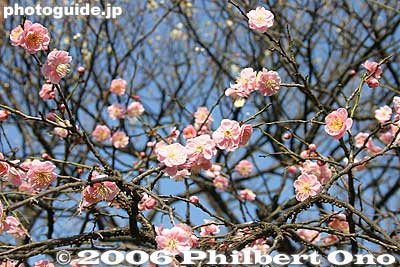 Keywords: tokyo setagaya-ku umegaoka plum blossoms park