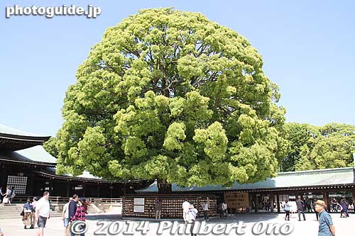 The right tree provides shade for many ema prayer tablets.
Keywords: tokyo shibuya-ku meiji shrine shinto