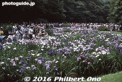 In June, iris garden at Meiji Shrine.
Keywords: tokyo shibuya-ku meiji shrine shinto