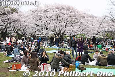 Yoyogi Park is one of the more popular parks for hanami flower-viewing picnics in late March-early April in Tokyo.
Keywords: tokyo shibuya-ku ward yoyogi park sakura cherry blossoms flowers spring