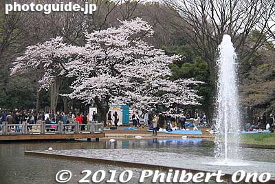 Keywords: tokyo shibuya-ku ward yoyogi park sakura cherry blossoms flowers spring
