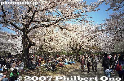 Yoyogi Park, Tokyo in spring
Keywords: tokyo shibuya-ku ward yoyogi park sakura cherry blossoms flowers spring japangarden