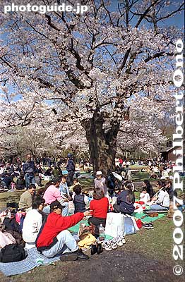 My gang enjoying the blossoms.
Keywords: tokyo shibuya-ku ward yoyogi park sakura cherry blossoms flowers spring