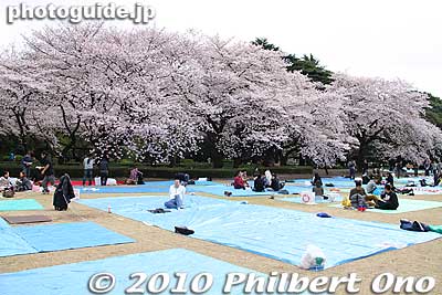 These pictures were taken soon after the garden gates opened at 9 am in early April 2010 when it was overcast.
Keywords: tokyo shinjuku-ku gyoen garden cherry trees blossoms sakura flowers 