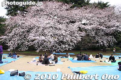 From morning, people spread their picnic mats to claim their spot under or near the best cherry trees.
Keywords: tokyo shinjuku-ku gyoen garden cherry trees blossoms sakura flowers 