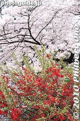 Keywords: tokyo shinjuku-ku gyoen garden cherry trees blossoms sakura flowers 