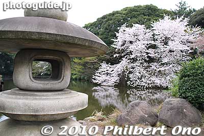 Tamamo Pond
Keywords: tokyo shinjuku-ku gyoen garden cherry trees blossoms sakura flowers 
