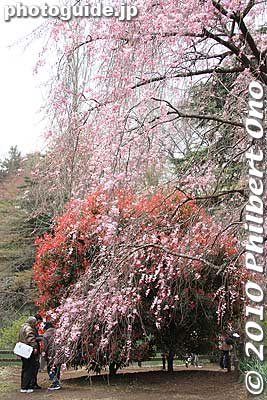 A cluster of weeping cherry trees.
Keywords: tokyo shinjuku-ku gyoen garden cherry trees blossoms sakura flowers 
