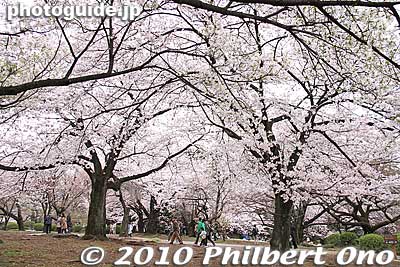 Sakura roof
Keywords: tokyo shinjuku-ku gyoen garden cherry trees blossoms sakura flowers 