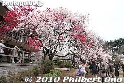 Everyone commented on how a single tree could have three different colored flowers.
Keywords: tokyo shinjuku-ku gyoen garden cherry trees blossoms sakura flowers 