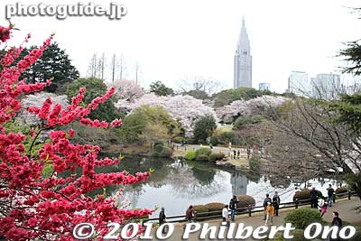 Shinjuku Gyoen National Garden
Keywords: tokyo shinjuku-ku gyoen japangarden cherry trees blossoms sakura flowers 