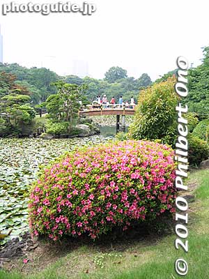 How it looks in May with azalea.
Keywords: tokyo shinjuku-ku gyoen garden trees