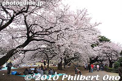 So many cherry blossoms. It can take hours to see them all.
Keywords: tokyo shinjuku-ku gyoen garden cherry trees blossoms sakura flowers 