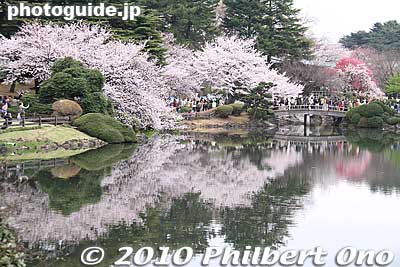 Cherry blossoms along the pond, Shinjuku Gyoen.
Keywords: tokyo shinjuku-ku gyoen japangarden cherry trees blossoms sakura flowers 