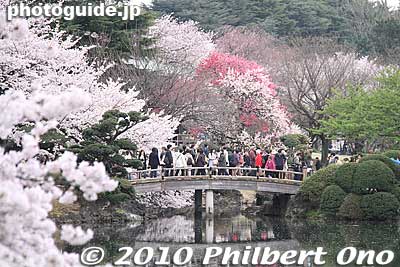 Shinjuku Gyoen National Garden
Keywords: tokyo shinjuku-ku gyoen japangarden cherry trees blossoms sakura flowers 