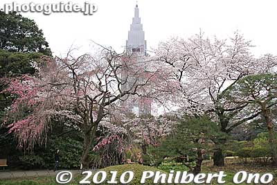Keywords: tokyo shinjuku-ku gyoen garden cherry trees blossoms sakura flowers 