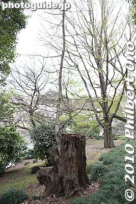 Amazing tree sprouting another trunk after being cut down.
Keywords: tokyo shinjuku-ku gyoen garden trees