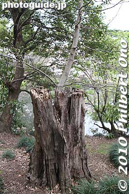 Keywords: tokyo shinjuku-ku gyoen garden trees
