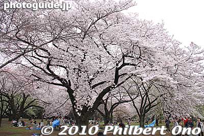 Keywords: tokyo shinjuku-ku gyoen garden cherry trees blossoms sakura flowers