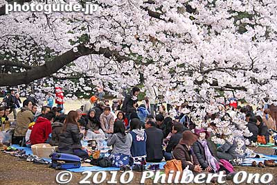 Without alcohol, it's less noisy. But if you like to drink, go to Yoyogi Park instead.
Keywords: tokyo shinjuku-ku gyoen garden cherry trees blossoms sakura flowers