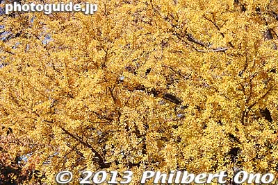 Keywords: tokyo shinjuku-ku gyoen garden ginkgo tree fall leaves autumn