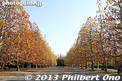 French Formal Garden in autumn at Shinjuku Gyoen Garden.
Keywords: tokyo shinjuku-ku gyoen garden fall leaves autumn