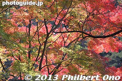 Keywords: tokyo shinjuku-ku gyoen garden fall leaves autumn
