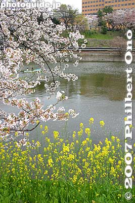 Keywords: tokyo shinjuku-ku ward sotobori moat canal cherry blossoms sakura flowers rowboats rape nanohana