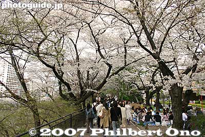 Sotobori Park on the other side of the moat. 外濠公園
Keywords: tokyo shinjuku-ku ward sotobori moat canal cherry blossoms sakura flowers