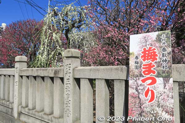 Plum Blossom Festival (Ume Matsuri) sign.
Keywords: tokyo sumida-ku omurai katori jinja shrine plum blossoms ume flowers