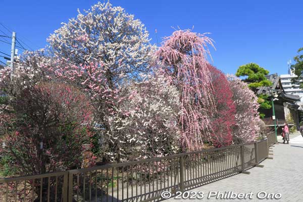 Plum trees on left side of the shrine.
Keywords: tokyo sumida-ku omurai katori jinja shrine plum blossoms ume flowers