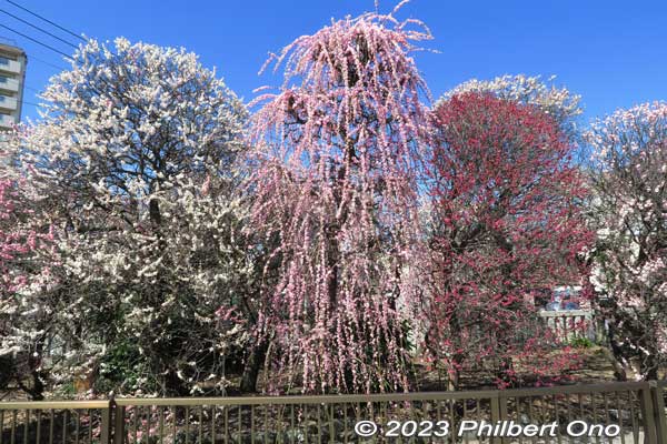 Plum trees on left side are tall trees, with the one in the middle being weeping plum blossom tree at Omurai Katori Shrine in Sumida, Tokyo.
Keywords: tokyo sumida-ku omurai katori jinja shrine plum blossoms ume flowers japanflower