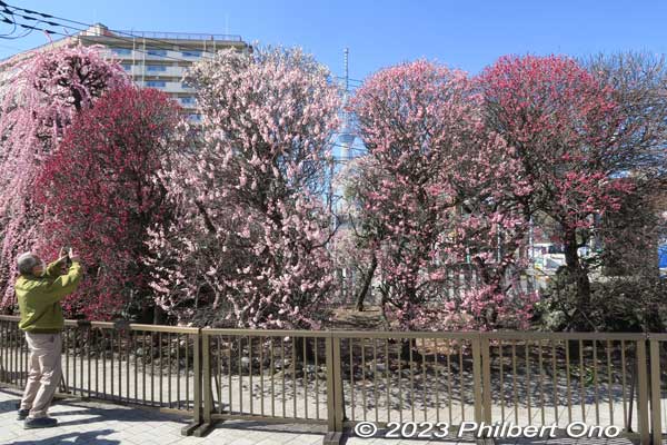 Keywords: tokyo sumida-ku omurai katori jinja shrine plum blossoms ume flowers