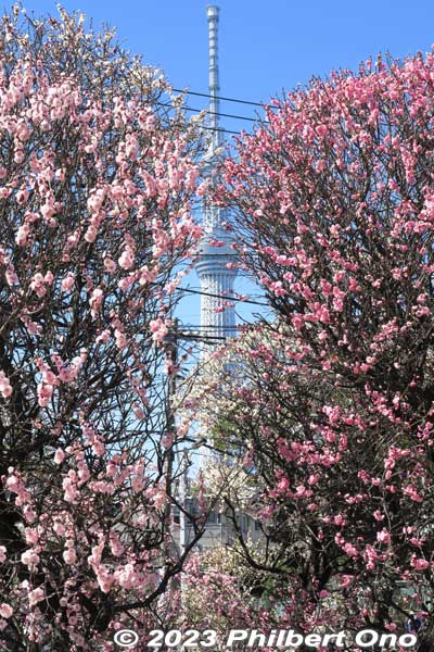 View of Tokyo Sky Tree through the plum blossoms.
Keywords: tokyo sumida-ku omurai katori jinja shrine plum blossoms ume flowers