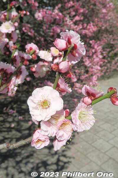 Keywords: tokyo sumida-ku omurai katori jinja shrine plum blossoms ume flowers