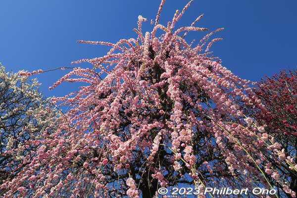 Pink weeping plum blossoms.
Keywords: tokyo sumida-ku omurai katori jinja shrine plum blossoms ume flowers