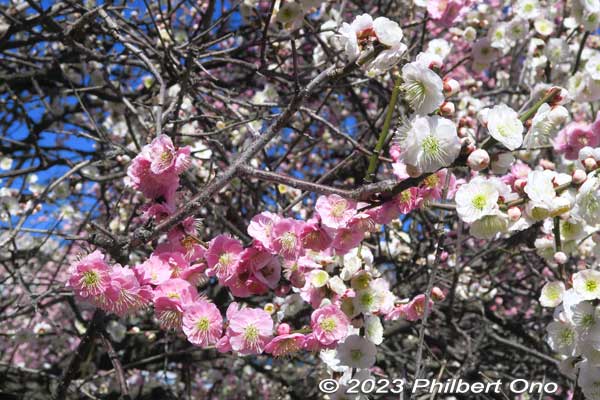 White and pink plum blossoms on the same plum tree.
Keywords: tokyo sumida-ku omurai katori jinja shrine plum blossoms ume flowers