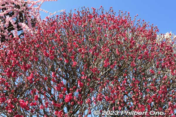 Red plum blossoms.
Keywords: tokyo sumida-ku omurai katori jinja shrine plum blossoms ume flowers