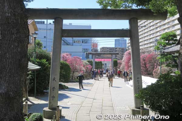 View from Omurai Katori Shrine's main worship hall.
Keywords: tokyo sumida-ku omurai katori jinja shrine plum blossoms ume flowers