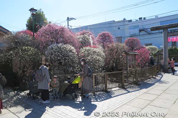 Plum blossoms on the right side of the shrine.
Keywords: tokyo sumida-ku omurai katori jinja shrine plum blossoms ume flowers