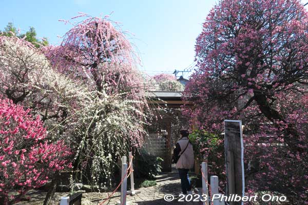 Entrance to the plum garden on the right side of the shrine. 
Keywords: tokyo sumida-ku omurai katori jinja shrine plum blossoms ume flowers